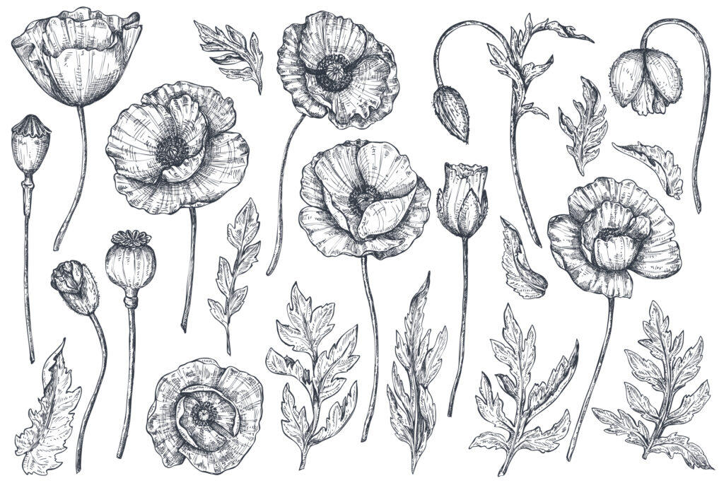 illustrations of flowers and leaves