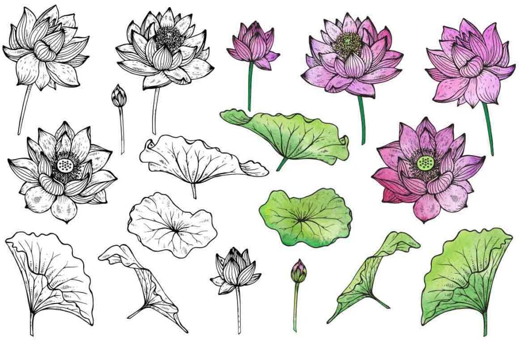 flower vectors