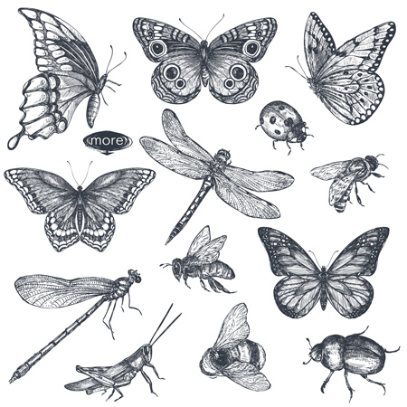 insects ollustrations