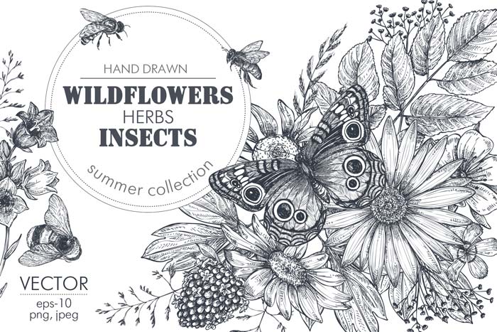 hand drawn herbs and insects