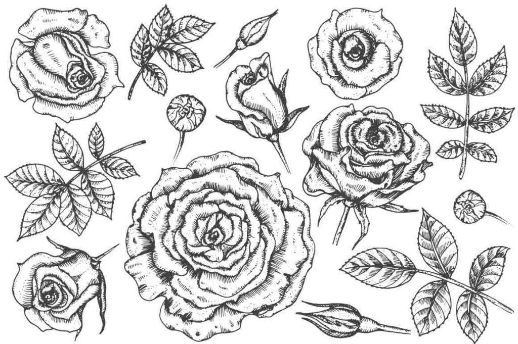 rose illustrations