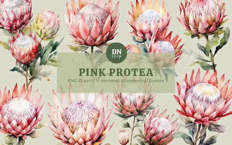 Pink Protea Clipart feature image