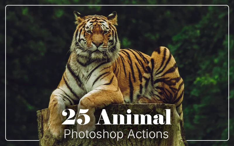 Animals Photoshop Actions